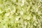 Lime green hydrangea or hortensia flowers