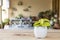 The lime green leaves of a heart-leaf philodendron plant in a white ceramic flowerpot