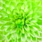 Lime Green Pom Pom Flower Square Background