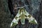 Lime Hawk-moth - Mimas tiliae