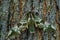 Lime Hawk-moth - Mimas tiliae