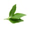 Lime leaves isolated over a white background