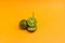 Lime or Limau (Citrus amblycarpa) isolated on orange background