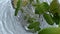 Lime mint falling water glass top view. Fresh citrus slices throwing in drink