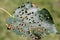 Lime nail galls Eriophyes tiliae on leaf of small-leaved lime Tilia cordata