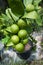 Lime plant with many fruits