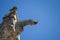 Lime sandstone gargoyles at St. Peter`s Cathedral in Regensburg, photographed in spring