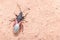 Lime seed bug, Oxycarenus lavaterae, walking on a concrete wall