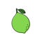 Lime sketch. Citrus fruit with leaf. Color food icon. Vector illustration