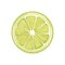 Lime slice. juicy fresh fruit on a white background. vector illustration.
