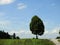 lime tree in the countryside with blue sky and small clouds