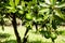 Lime tree with fruits closeup in the field ready to harvest with blurry and some noise effect