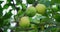 Lime tree with fruits - natural organic green lemon on lemon tree outdoor