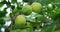 Lime tree with fruits - natural organic green lemon on lemon tree outdoor