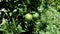 Lime tree with green juicy fruit and lush foliage