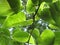 Lime-tree leaves