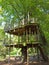 Lime tree  Tree house in summer with green leaf canopy.