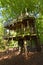 Lime tree  Tree house in summer with green leaf canopy.