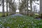 The lime tree walk at Mottisfont Abbey in Hampshire