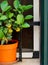 Lime tree in the window in Locorotondo town in Italy, Apulia region