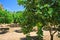 Lime trees in Agrigento - temples valley
