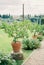 Lime trees grow in clay pots along an alley in a green garden