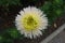 Lime and white flower of china aster