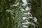 Lime yellow and mint green lichen and moss on bark of populus alba