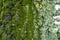 Lime yellow and mint green lichen and moss on grey bark of populus alba