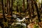 Limekiln Stream with Redwoods