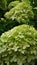 Limelight paniculata hydrangea, large flowers