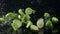 Limes falling with water on black background