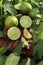 Limes and growing mint in the garden