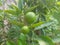 Limes growing on thin tree branches