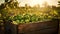 Limes harvested in a wooden box with orchard and sunshine in the background.