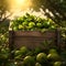 Limes harvested in a wooden box with orchard and sunshine in the background.