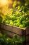 Limes harvested in a wooden box with orchard and sunshine in the background.