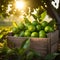 Limes harvested in a wooden box with orchard and sunshine in the background.