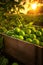 Limes harvested in a wooden box with orchard and sunshine in the background.