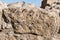 Limestone Building Block Full of Ammonite Fossils on the Spice Route in Israel