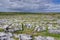 Limestone Field in the Burren, Ireland