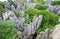 Limestone forest at Kunming Stone forest or Shilin