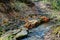 Limestone outcrops on a creek in a ravine