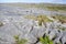 Limestone Pavement