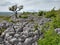 Limestone Pavement, Hill Castle Scar, Conistone, Wharfedale, Yorkshire Dales, England