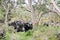 Limestone Ridge in Karri Forest