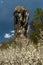 Limestone rock called "Maczuga Herkuklesa" (Hercules cudgel )  in Ojcow National Park near Krakow,Poland