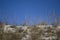 Limestone vegetation at the chalk quarry.