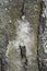 Limestone wall in a cave covered with dripstone ,Cheow Lan lake,Thailand