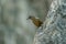Limestone wren-babbler, Rufous Limestone-babbler